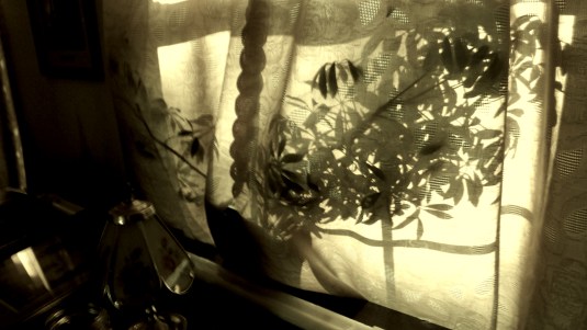 Homework Shadow7- Trees in Olden